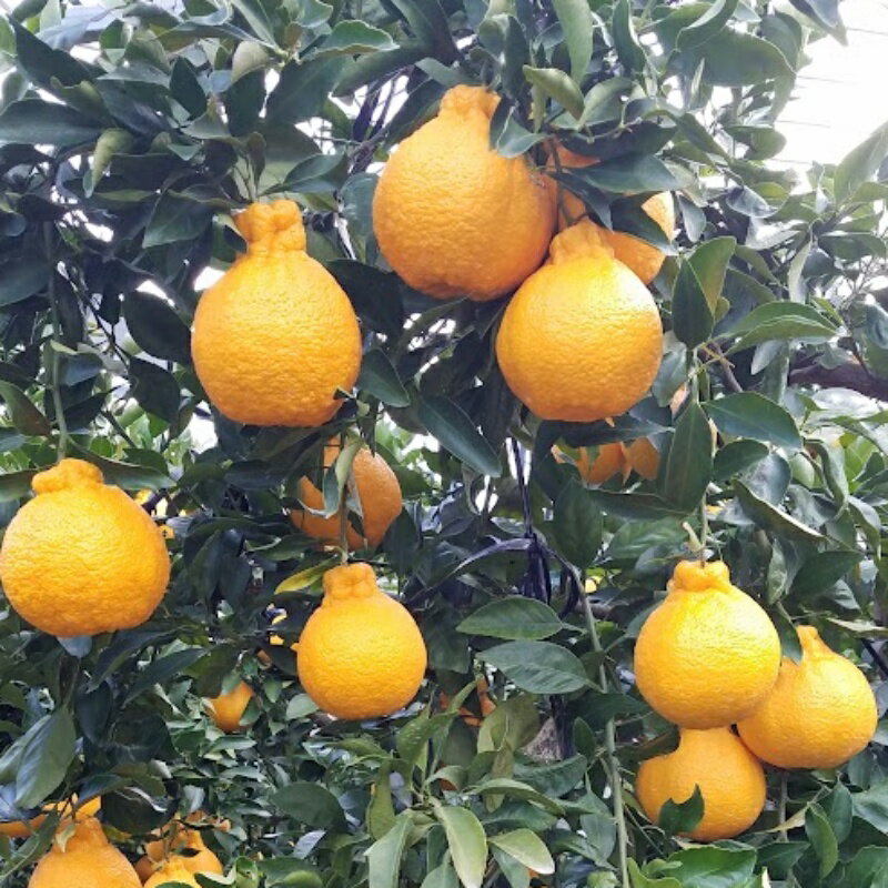 Lサイズ以下 たにぐち農園のハウス不知火 4.5kg【2026年1月初旬から1月下旬までに順次発送】 / 不知火 みかん 蜜柑 デコポン ハウス