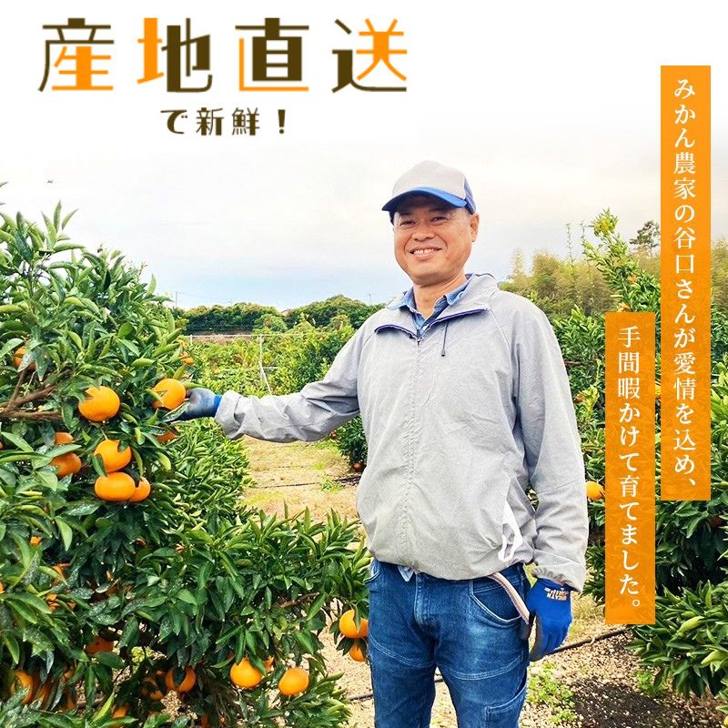 【ふるさと納税】 【数量限定】ご家庭用 たにぐち農園の麗紅 (れいこう) 約4.5kg Lサイズ以上 みかん ミカン 柑橘 フルーツ 果物 くだもの 家庭用 れいこう オレンジ 旬 産地直送 農家直送 【2026年2月より順次発送予定】 サムネイル3