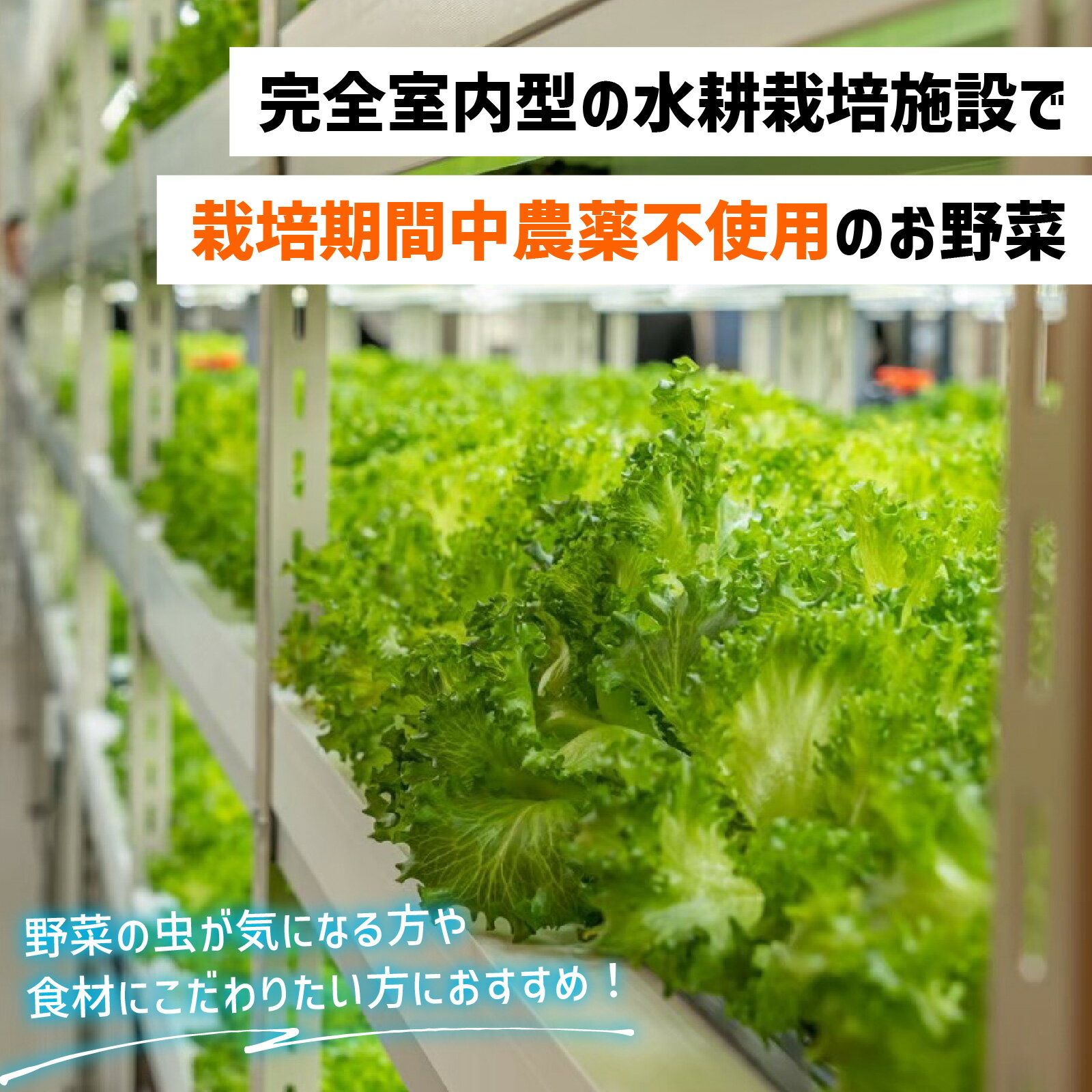 【ふるさと納税】滋賀県大津から 直送 ！ 新鮮 野菜 詰め合わせ（栽培期間中農薬不使用）[BF001] / セット 生野菜 サラダ スープ 冷蔵 水耕栽培 - 画像2