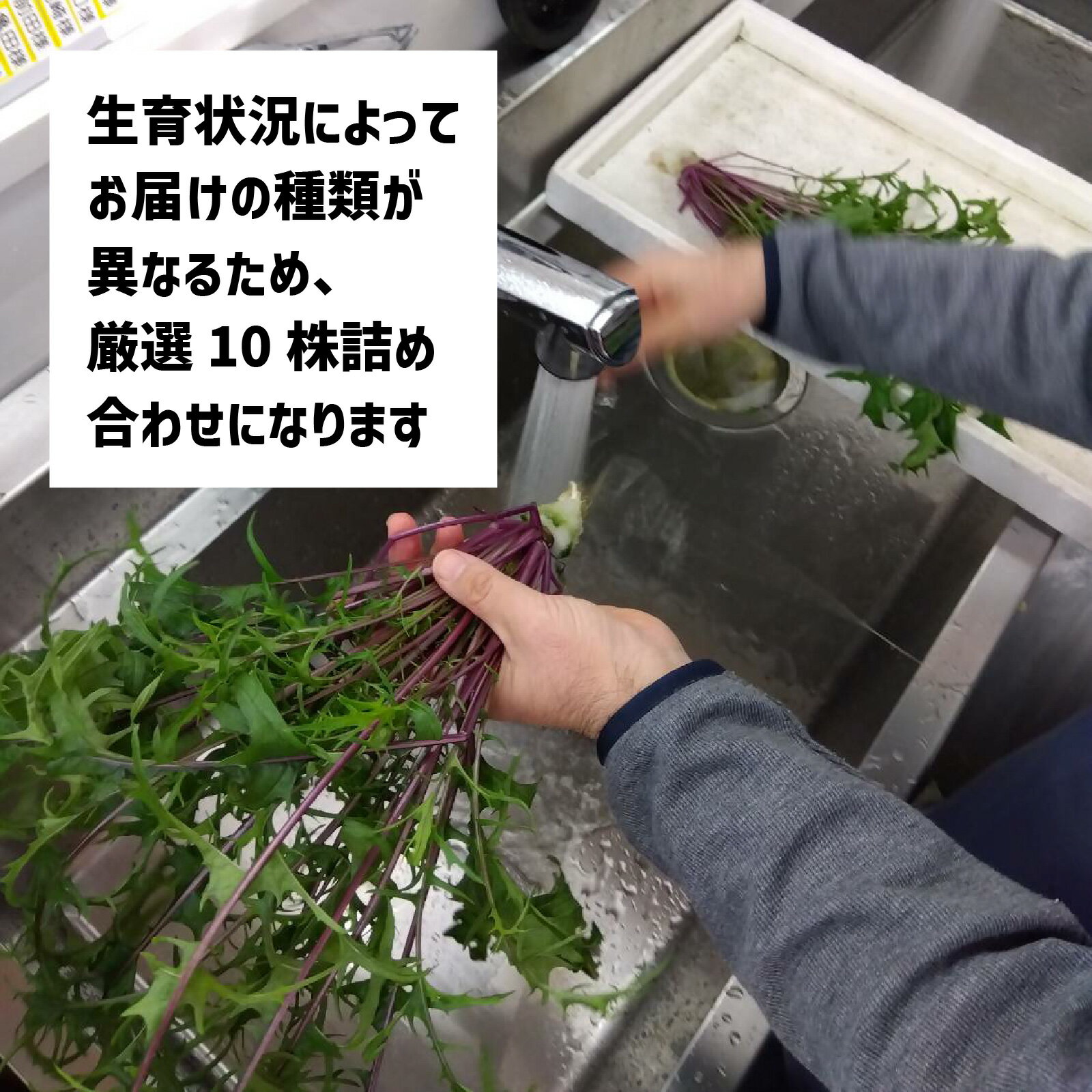 【ふるさと納税】滋賀県大津から 直送 ！ 新鮮 野菜 詰め合わせ（栽培期間中農薬不使用）[BF001] / セット 生野菜 サラダ スープ 冷蔵 水耕栽培 - 画像3