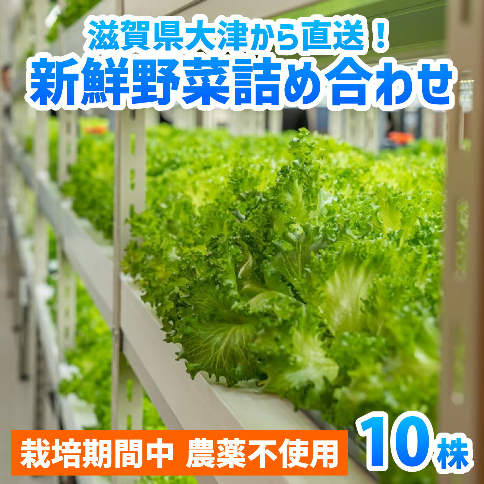 滋賀県大津から 直送 ！ 新鮮 野菜 詰め合わせ（栽培期間中農薬不使用）[BF001] / セット 生野菜 サラダ スープ 冷蔵 水耕栽培