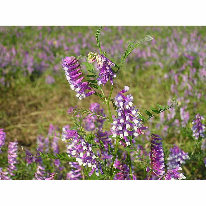 【ふるさと納税】令和7年産 大津産コシヒカリ「はなふじ」 精米 5kg [AZ001] - 画像3