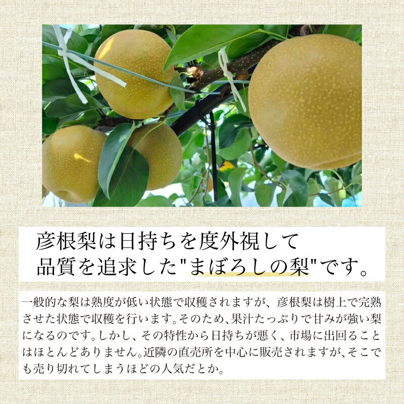 【ふるさと納税】 彦根梨シードル フルボトル 750ml シードル お酒 酒 アルコール ワイン 彦根梨 梨 梨ワイン 滋賀 彦根 サムネイル3