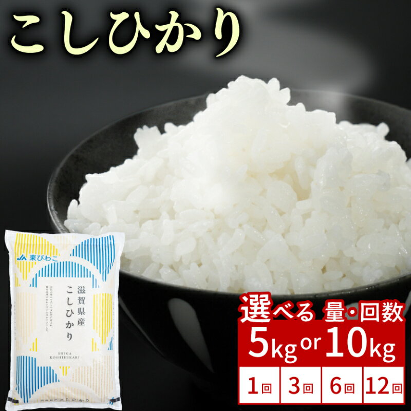 こしひかり 5kg / 10kg 単品 / 定期便 令和7年産 米 精米 こめ コメ お米 コシヒカリ ご飯 5キロ 10キロ 令和7年 3ヶ月定期便 6か月定期便 12ヶ月定期便 ふるさと納税米 ふるさと納税米定期便 滋賀 彦根