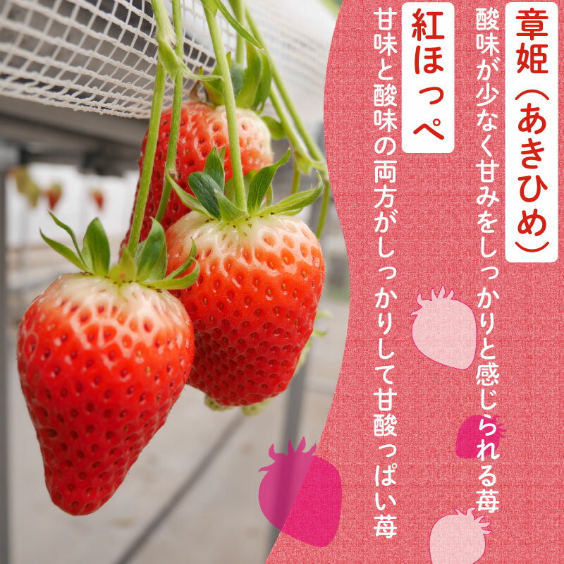 【ふるさと納税】 【先行予約】【2026年1月上旬発送】いちご 章姫 or 紅ほっぺ たっぷり 1kg 品種 おまかせ あきひめ べにほっぺ 苺 家庭用 イチゴ 果物 くだもの フルーツ 食品 ストロベリー ジャム スムージー 期間限定 福花農園 彦根 滋賀 サムネイル2