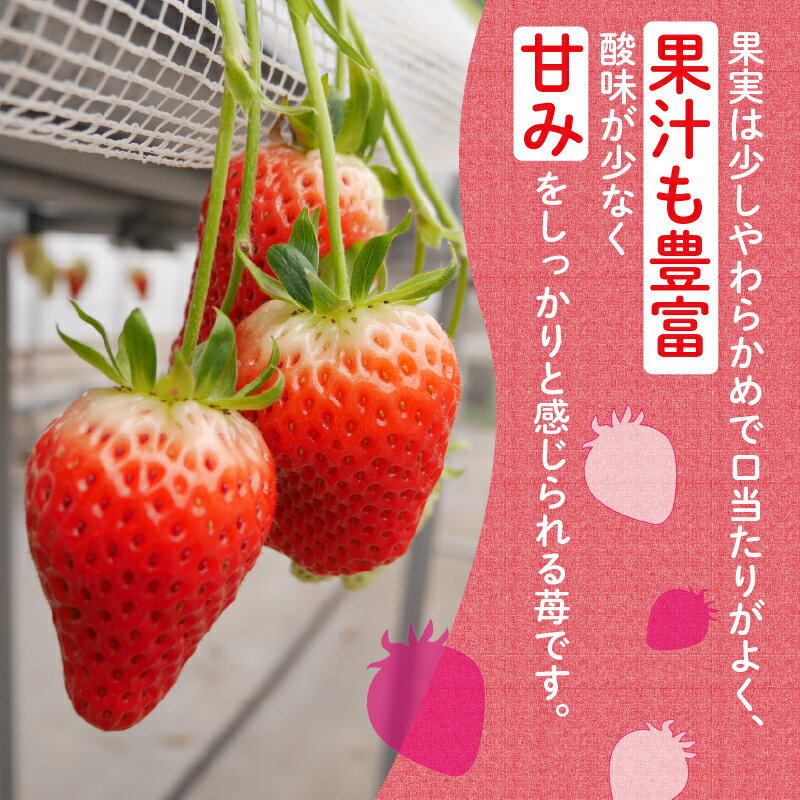 【ふるさと納税】 【先行予約】 いちご 章姫 800g あきひめ 苺 イチゴ 果物 くだもの フルーツ 食品 ストロベリー ジャム スムージー 期間限定 贈答 ギフト 400g × 2 パック 彦根 滋賀 サムネイル2