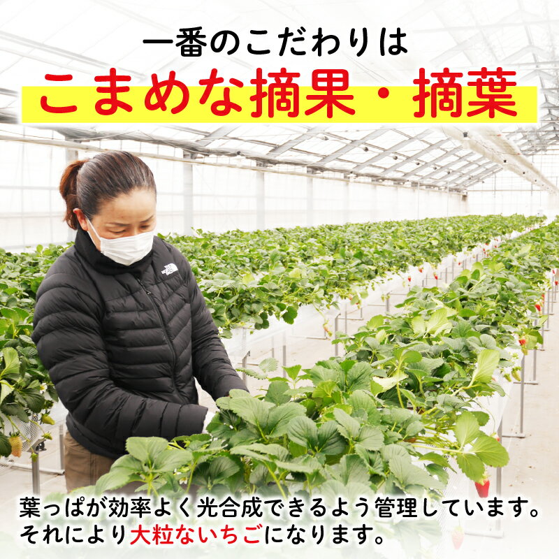 【ふるさと納税】 【先行予約】【2026年1月上旬発送】いちご 章姫 or 紅ほっぺ たっぷり 1kg 品種 おまかせ あきひめ べにほっぺ 苺 家庭用 イチゴ 果物 くだもの フルーツ 食品 ストロベリー ジャム スムージー 期間限定 福花農園 彦根 滋賀 サムネイル3