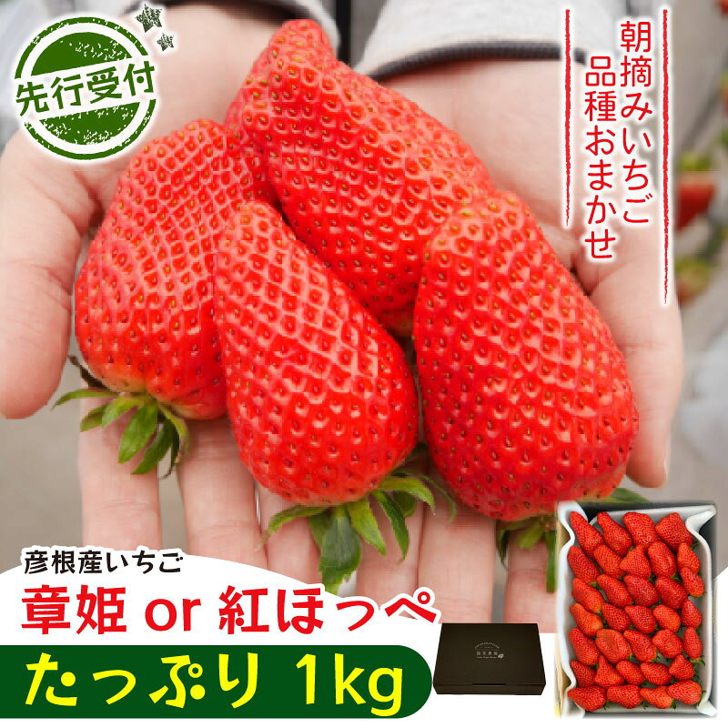 【先行予約】【2026年1月上旬発送】いちご 章姫 or 紅ほっぺ たっぷり 1kg 品種 おまかせ あきひめ べにほっぺ 苺 家庭用 イチゴ 果物 くだもの フルーツ 食品 ストロベリー ジャム スムージー 期間限定 福花農園 彦根 滋賀