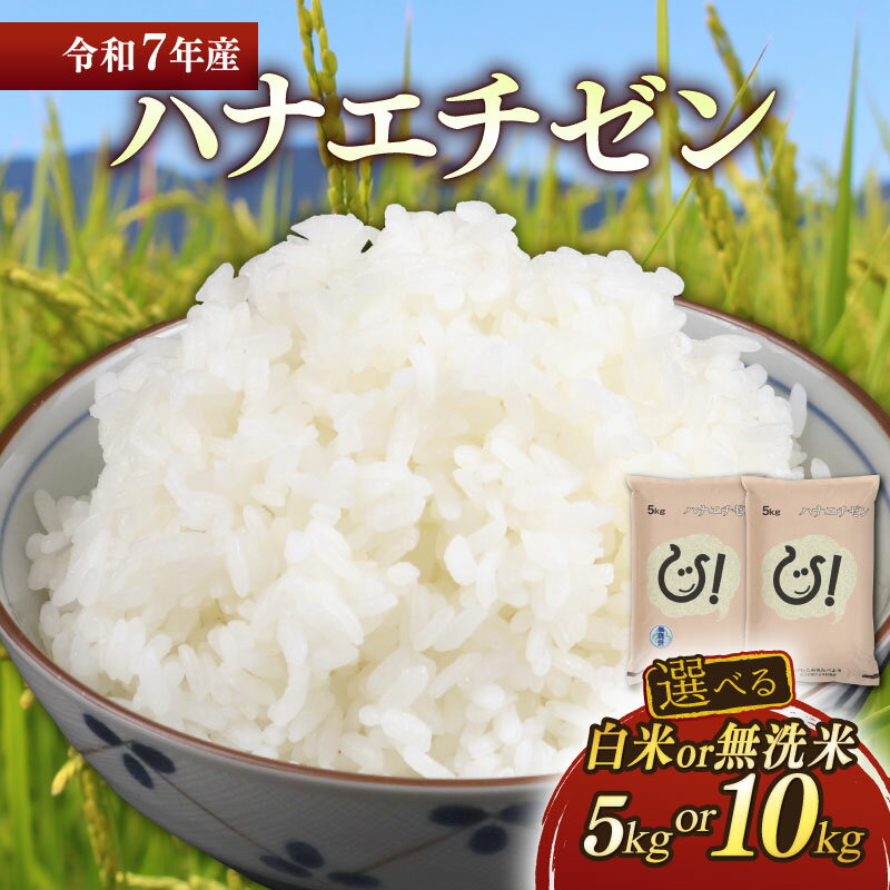 令和7年 彦根産 ハナエチゼン 選べる 容量 精米方法 5kg 10kg 白米 無洗米 近江米 お米 精米 米 こめ コメ おこめ ご飯 ごはん はなえちぜん おすすめ 送料無料 滋賀 彦根 ひこね