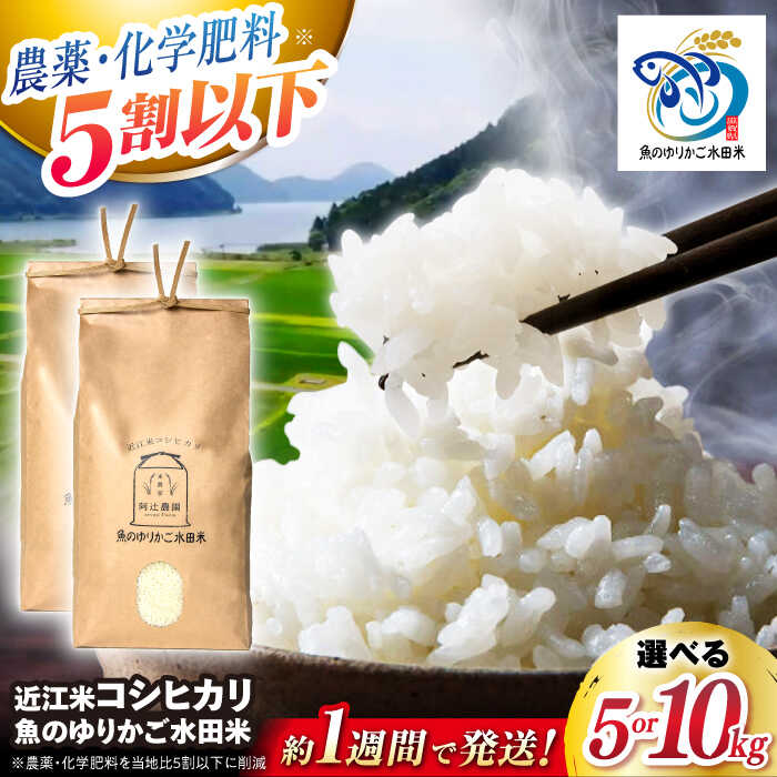 すぐ届く【令和7年産】 近江米 コシヒカリ 5kg〜10kg 魚のゆりかご水田米　長浜市/阿辻農園[AQAW003] コシヒカリ こしひかり 近江米 滋賀 水田 米 お米 白米 5kg 人気 おすすめ 5キロ ごはん ご飯 精米 おにぎり すぐ届く すぐ 届く スピード発送