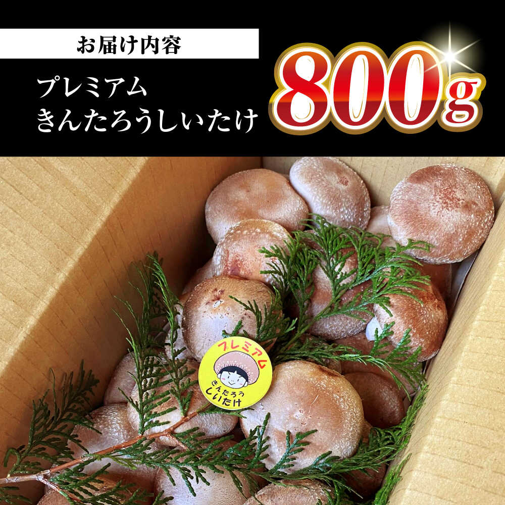 【ふるさと納税】肉厚！きんたろうしいたけプレミアム 滋賀県長浜市/合同会社 TUNAGU [AQBD001]※着日指定不可 しいたけ シイタケ 椎茸 国産 肉厚 新鮮 きのこ 野菜 食材 菌床 生しいたけ 鍋 バーベキュー BBQ 焼物 炒め物 1万円 以下 一万円 以下 10000円 以下 - 画像2