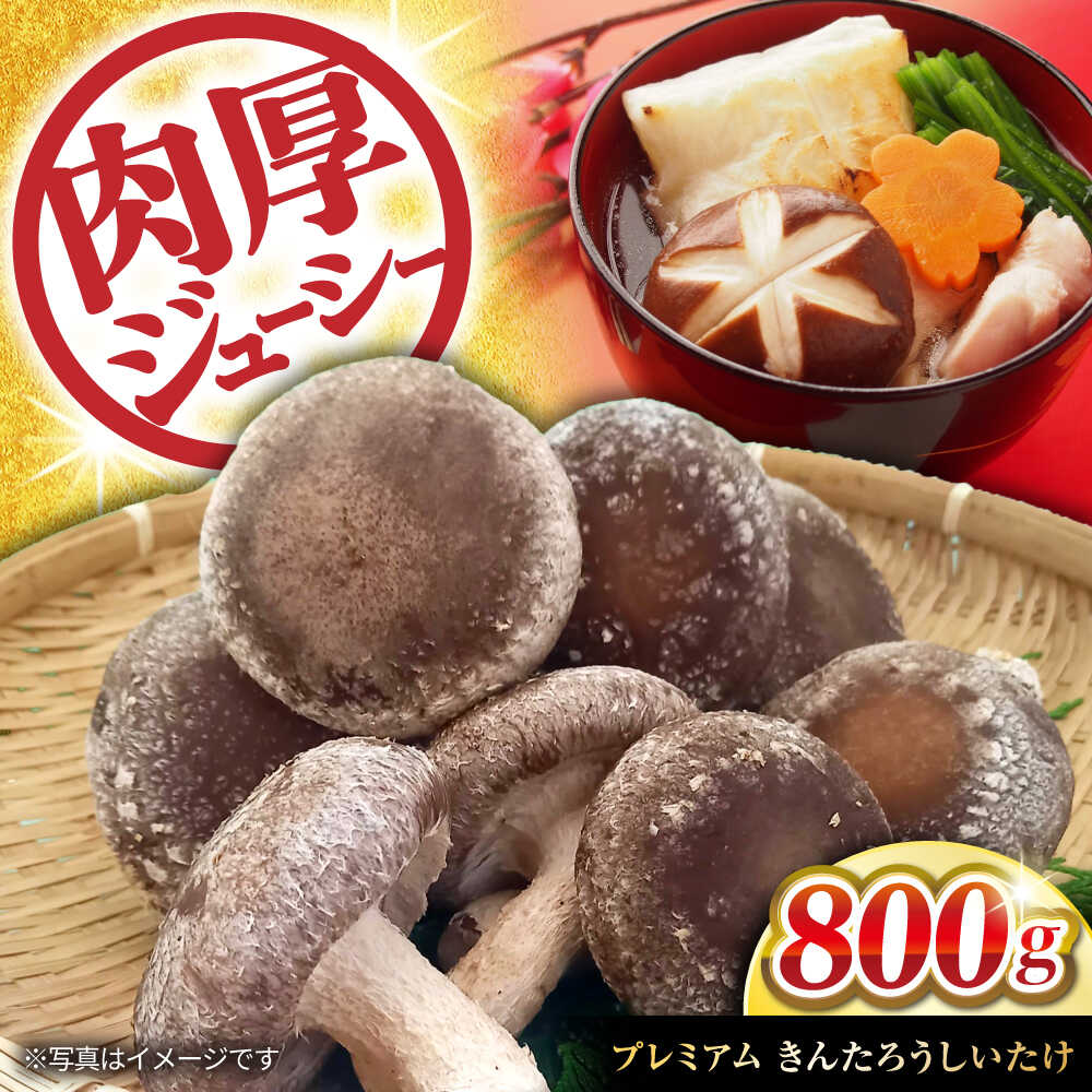 肉厚！きんたろうしいたけプレミアム 滋賀県長浜市/合同会社 TUNAGU [AQBD001]※着日指定不可 しいたけ シイタケ 椎茸 国産 肉厚 新鮮 きのこ 野菜 食材 菌床 生しいたけ 鍋 バーベキュー BBQ 焼物 炒め物 1万円 以下 一万円 以下 10000円 以下