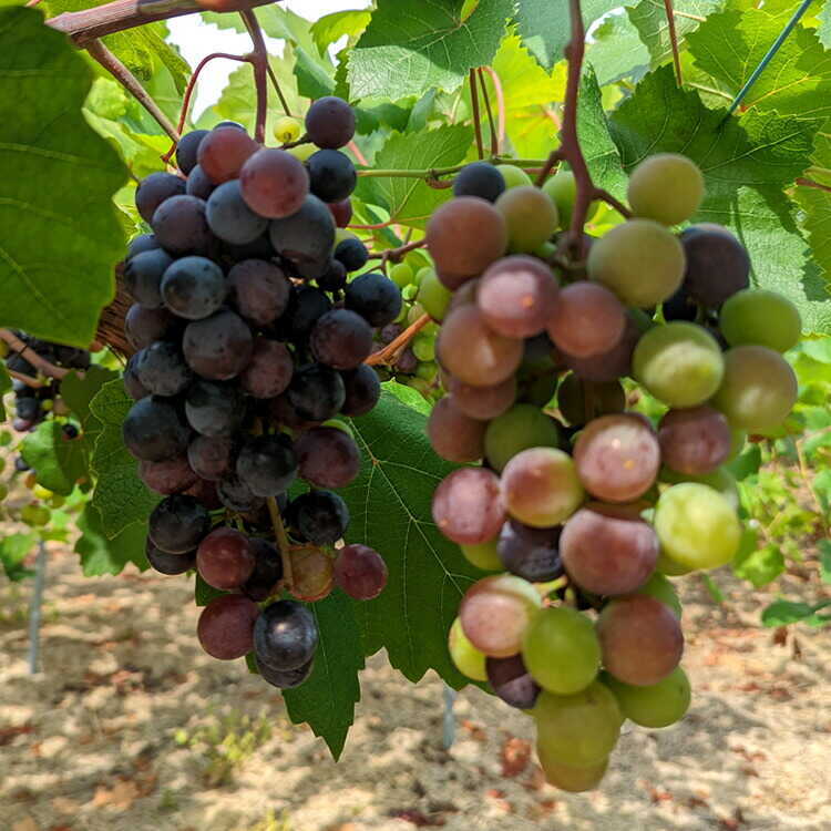 【ふるさと納税】長浜産 マスカットベーリーA 白(ロゼ)※着日指定不可 [AQBJ002] ワイン 白ワイン マスカットベーリー ロゼ サムネイル3