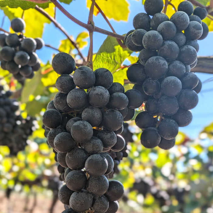 【ふるさと納税】長浜産マスカットベーリーA(赤)　滋賀県長浜市/Wine＆CidreNAGAHAMA[AQBJ005]ワイン 赤ワイン 国産ワイン 日本ワイン ぶどう マスカット 滋賀 長浜 NAGAHAMA 人気 おすすめ お酒 マスカットベーリーA サムネイル3