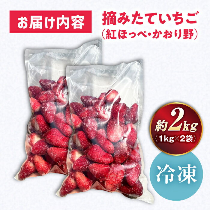 【ふるさと納税】摘みたて冷凍いちご【急速冷凍機使用】紅ほっぺ・かおり野　1kg×2袋　滋賀県長浜市/株式会社みつなりのさと[AQBT003]いちご イチゴ 苺 冷凍いちご フルーツ 果物 スイーツ みつなりのさと人気 おすすめ 紅ほっぺ かおり野 サムネイル2
