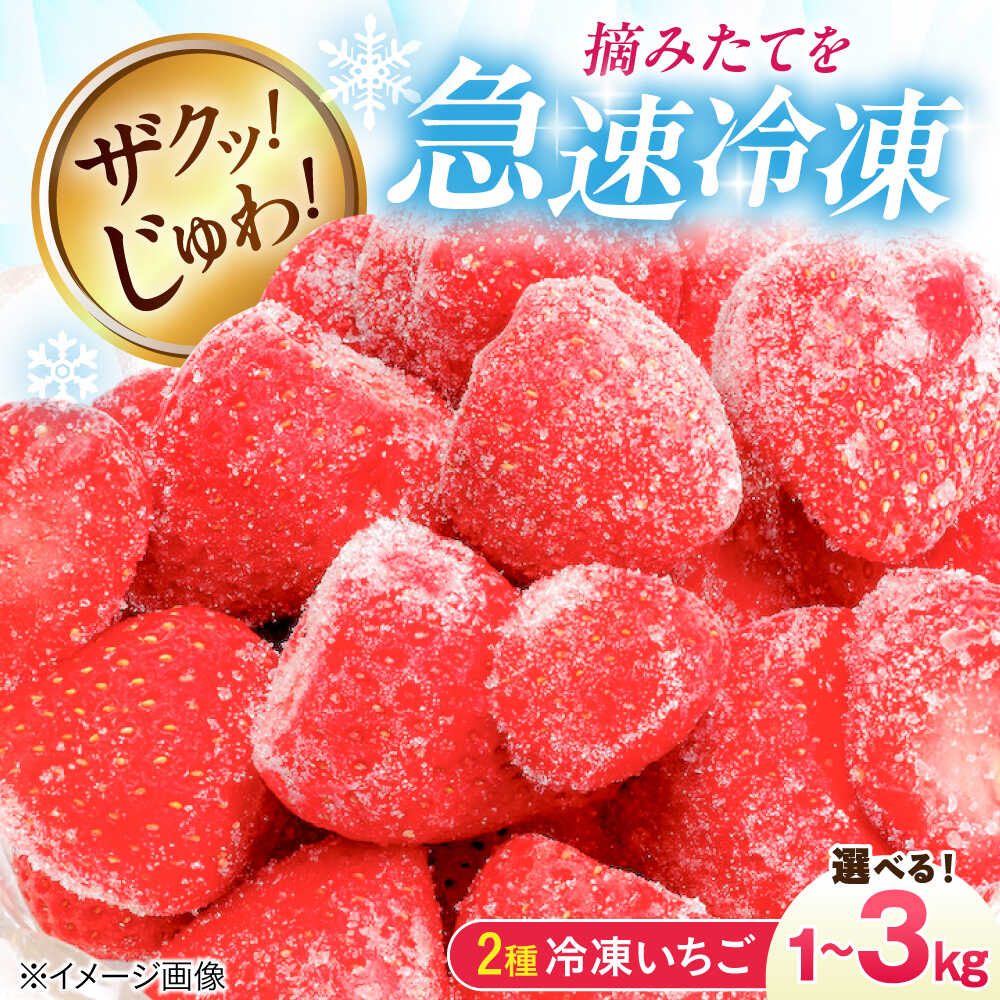 【選べる容量】冷凍いちご (紅ほっぺ・かおり野) 摘みたて 1kg~3kg 滋賀県長浜市/株式会社みつなりのさと[AQBT003] いちご イチゴ 苺 冷凍 冷凍いちご フルーツ 果物 スイーツ みつなりのさと人気 おすすめ 紅ほっぺ かおり野 急速冷凍機使用