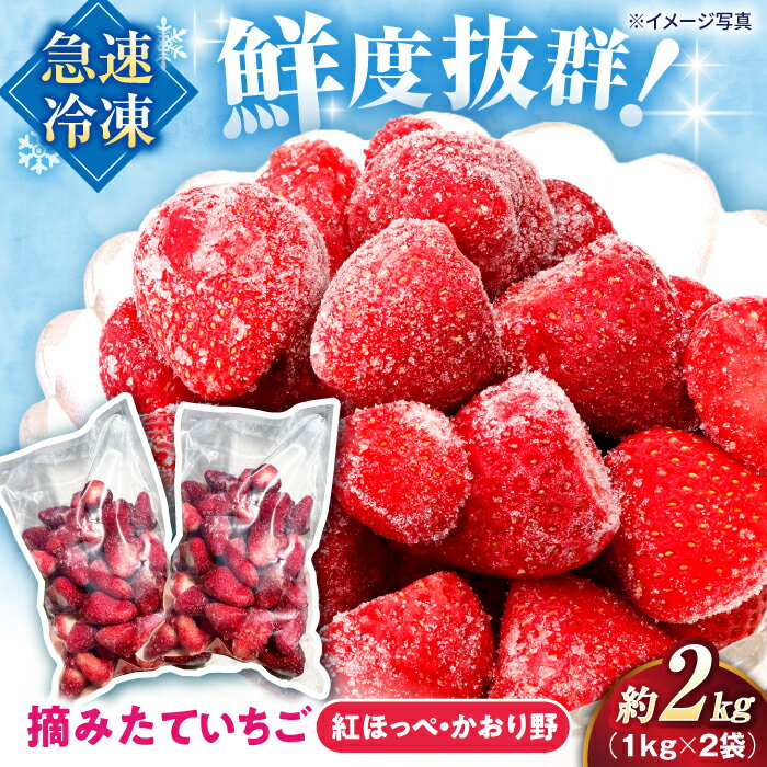 摘みたて冷凍いちご【急速冷凍機使用】紅ほっぺ・かおり野　1kg×2袋　滋賀県長浜市/株式会社みつなりのさと[AQBT003]いちご イチゴ 苺 冷凍いちご フルーツ 果物 スイーツ みつなりのさと人気 おすすめ 紅ほっぺ かおり野