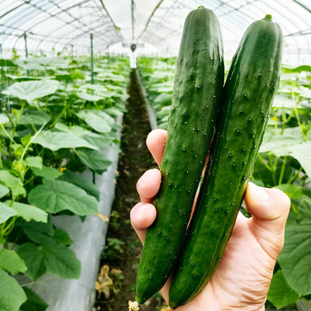 【ふるさと納税】＜先行予約＞【選べる容量】金太郎きゅうり 2.5kg〜5kg 滋賀県長浜市/ミヤベアグリックファーム[AQDD001] きゅうり キュウリ 胡瓜 野菜 やさい ヤサイ 新鮮 冷蔵 2.5kg 5kg人気 おすすめ 1万円 以下 一万円 以下 10000円 以下 - 画像3