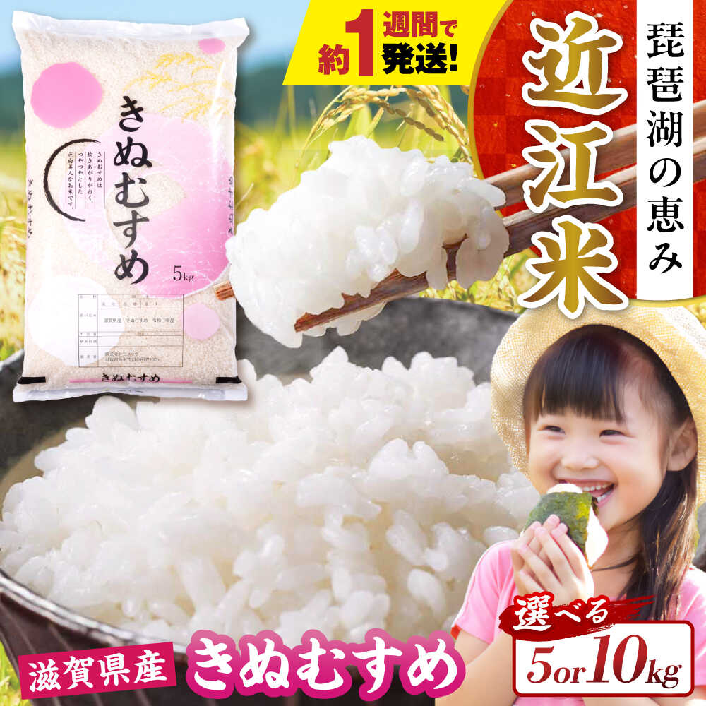 すぐ届く【令和7年産】【選べる容量】きぬむすめ 5kg〜10kg 白米 滋賀県長浜市/株式会社コメック [AQDH005] きぬむすめ 米 お米 白米 5kg 10kg 5キロ 10キロ 近江米 美味しい ごはん 人気 おすすめ 精米 国産米 長浜市 産地直送 すぐ届く 早い 発送 すぐ