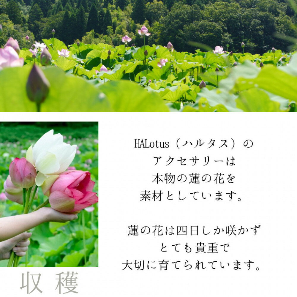 【ふるさと納税】天然の蓮の花びらがはいったピアス | 草津市 ハンドメイド 天然素材 蓮の花びら アクセサリー 人気 おすすめ ピアス 手作り 工芸品 ギフト プレゼント おしゃれ お取り寄せ 通販 送料無料 サムネイル2