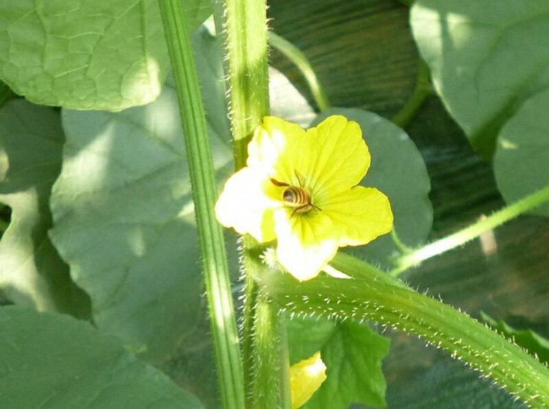 【ふるさと納税】先行予約 特選 モリヤマメロン 1玉 アールスメロン 希少 メロン ブランド フルーツ 果物 デザート スイーツ 上品 濃厚 なめらか 甘味 芳醇 香り 常温 特産品 ご褒美 お取り寄せ お取り寄せフルーツ 滋賀県 守山市 レーク滋賀農業協同組合 送料無料 - 画像3