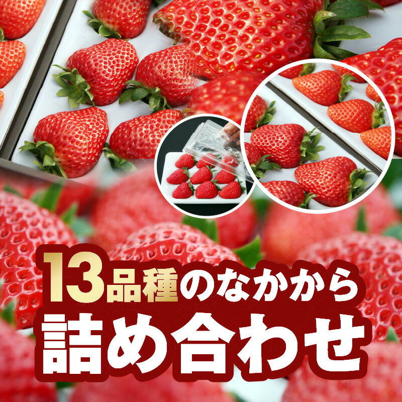 【ふるさと納税】数量限定 その日の朝に採れた いちご 6トレー お日さまの雫 詰め合わせ 完熟 朝穫り フルーツ 果物 お取り寄せ プレミアム ゆりかーご 贈答用 贈り物 滋賀県 守山市 送料無料 サムネイル2