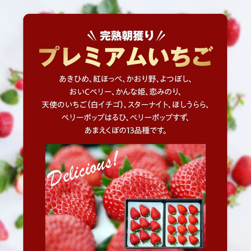 【ふるさと納税】数量限定 その日の朝に採れた いちご 2トレー お日さまの雫 詰め合わせ 完熟 朝穫り フルーツ 果物 お取り寄せ プレミアム ゆりかーご 贈答用 贈り物 滋賀県 守山市 送料無料 サムネイル3
