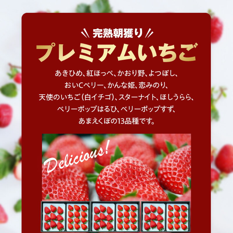 【ふるさと納税】数量限定 その日の朝に採れた いちご 6トレー お日さまの雫 詰め合わせ 完熟 朝穫り フルーツ 果物 お取り寄せ プレミアム ゆりかーご 贈答用 贈り物 滋賀県 守山市 送料無料 サムネイル3