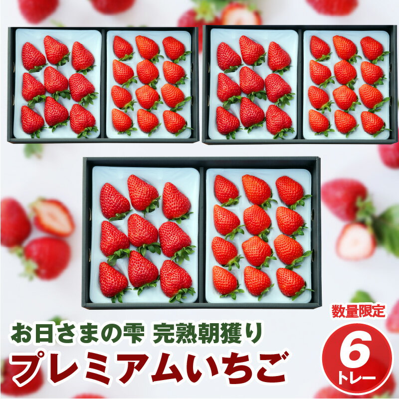 数量限定 その日の朝に採れた いちご 6トレー お日さまの雫 詰め合わせ 完熟 朝穫り フルーツ 果物 お取り寄せ プレミアム ゆりかーご 贈答用 贈り物 滋賀県 守山市 送料無料