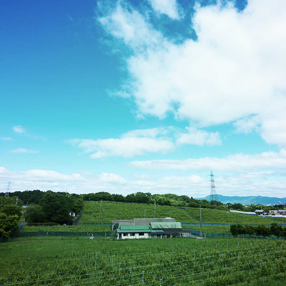 【ふるさと納税】BIWA・浅柄野セット / ワイン 飲み比べセット 赤ワイン 白ワイン 人気 おすすめ おしゃれ / 栗東市 / 太田酒造株式会社[BIAC011] サムネイル3