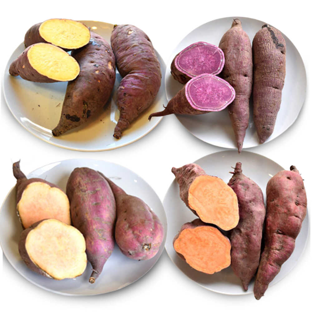 【2026年10月頃より順次発送】和らぎ農法 ほっこり便 さつまいも編 5kg（栽培期間中、農薬・化学肥料・動物性堆肥不使用）/ さつまいも セット 食べ比べ 新鮮 野菜 旬 紅はるか ふくむらさき/ 滋賀県 栗東市 / ワダケン リアルソイルハウス[BIBM008]