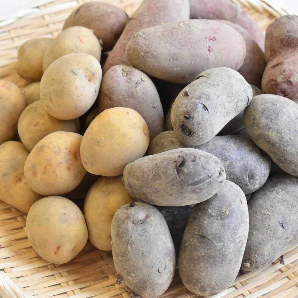 【ふるさと納税】【先行予約：2026年6月頃より順次発送】和らぎ農法 春じゃが便 5kg （栽培期間中、農薬・化学肥料・動物性堆肥不使用）/じゃがいも 食べ比べ 新鮮 野菜 詰め合わせ 3種 / 滋賀県 栗東市 / ワダケン リアルソイルハウス[BIBM017] - 画像2