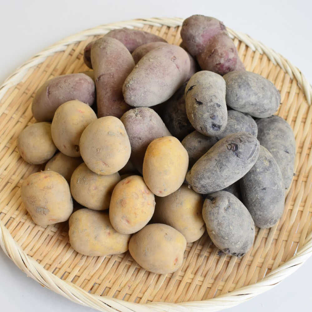 【先行予約：2026年6月頃より順次発送】和らぎ農法 春じゃが便 5kg （栽培期間中、農薬・化学肥料・動物性堆肥不使用）/じゃがいも 食べ比べ 新鮮 野菜 詰め合わせ 3種 / 滋賀県 栗東市 / ワダケン リアルソイルハウス[BIBM017]