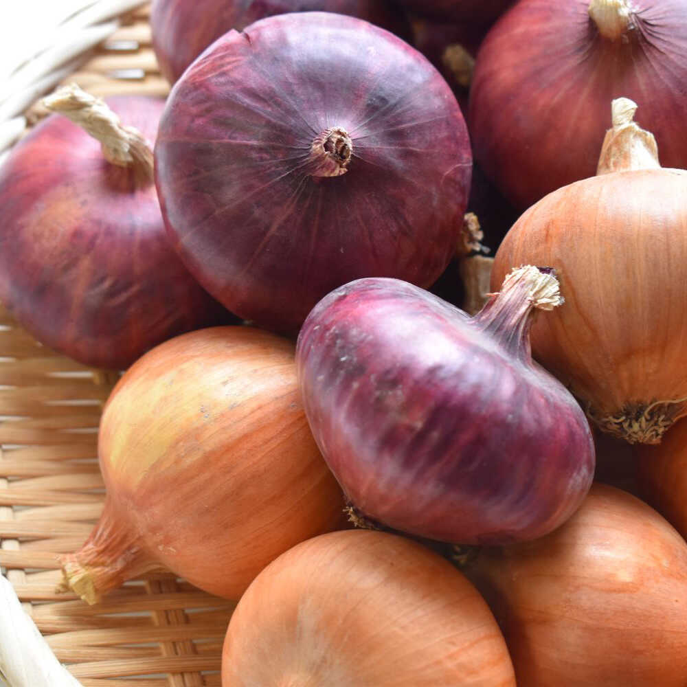 【ふるさと納税】【先行予約：2026年6月頃より順次発送】和らぎ農法 玉ねぎ便 5kg（栽培期間中、農薬・化学肥料・動物性堆肥不使用）/ 赤玉ねぎ セット 詰め合わせ 新鮮 野菜 食べ比べ 旬 /滋賀県 栗東市 / ワダケン リアルソイルハウス[BIBM019] - 画像2