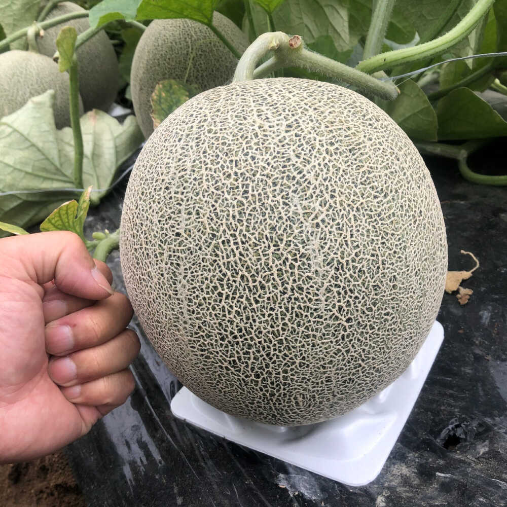 【ふるさと納税】【★先行予約★ 2026年7月以降順次発送】びわこメロン 1玉 (1.6kg以上) フルーツ 果物 デザート 栗東市 / 合同会社ラキファーム[BICL001] サムネイル2