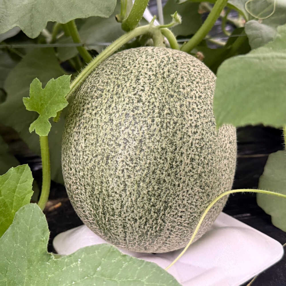 【ふるさと納税】【★先行予約★ 2026年7月以降順次発送】びわこメロン 1玉 (1.6kg以上) フルーツ 果物 デザート 栗東市 / 合同会社ラキファーム[BICL001] サムネイル3