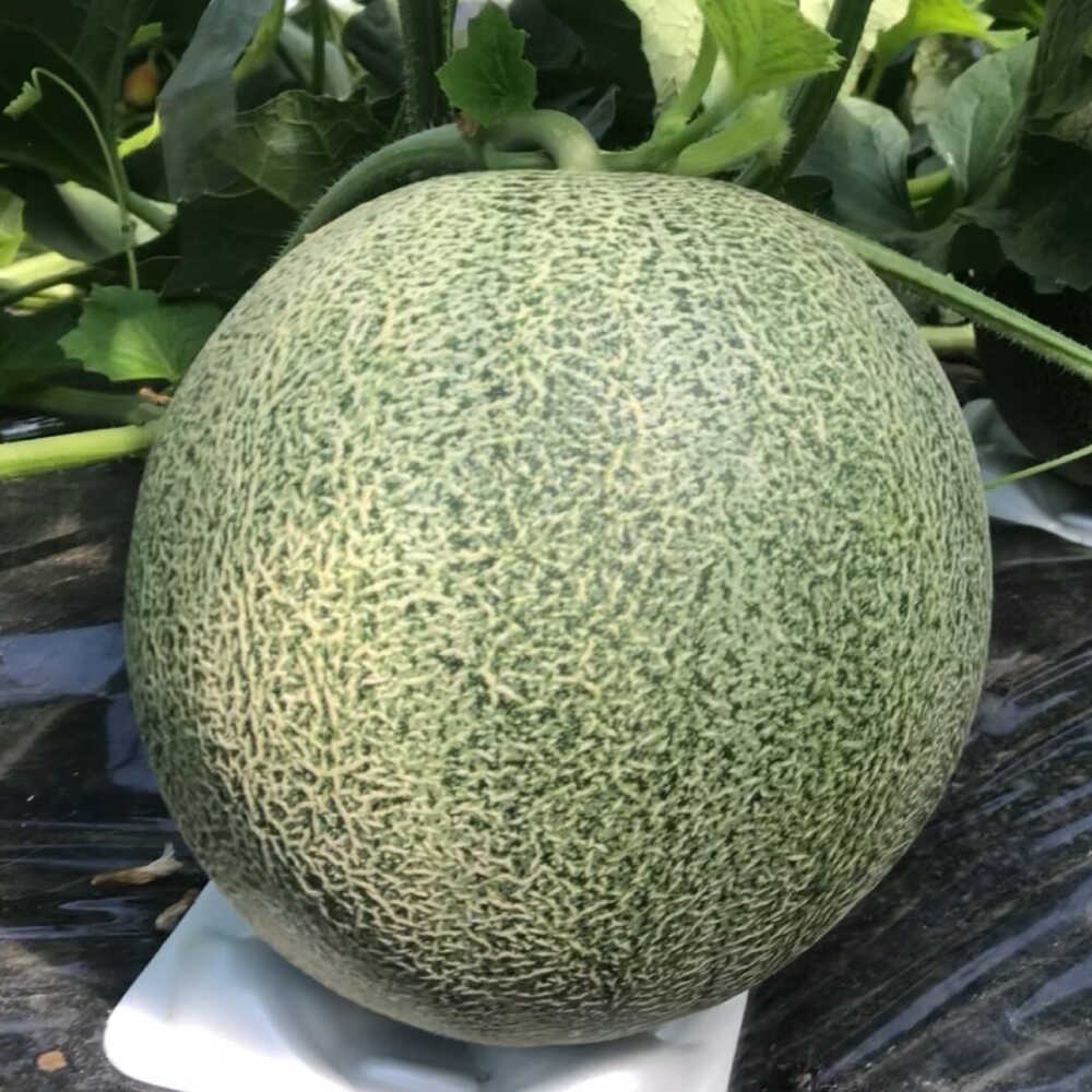 【★先行予約★ 2026年7月以降順次発送】びわこメロン 1玉 (1.6kg以上) フルーツ 果物 デザート 栗東市 / 合同会社ラキファーム[BICL001]