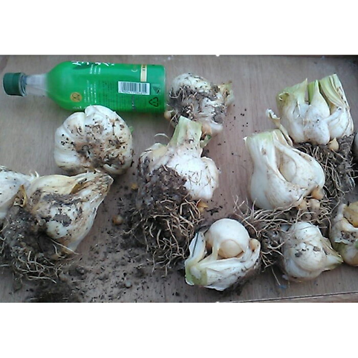 【ふるさと納税】じゃんぼ黒忍にく（甲賀産ジャンボ黒にんにく） | 甲賀市 特産品 黒にんにく 健康食品 発酵食品 人気 おすすめ にんにく 熟成 発酵 黒ニンニク スーパーフード 滋養強壮 美容 健康 お取り寄せ 通販 送料無料 ふるさと納税 - 画像3