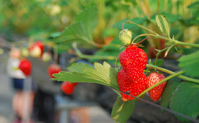 【ふるさと納税】いちご 2パック 川瀬農園 紅ほっぺ イチゴ 苺 果物 くだもの フルーツ 旬の果物 旬のフルーツ 季節の果物 季節のフルーツ 滋賀 滋賀県 米原市　お届け：2026年1月下旬より順次発送 サムネイル3