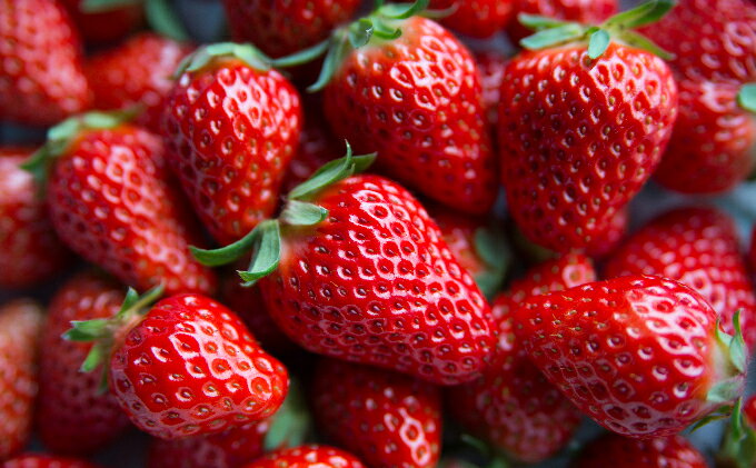 【ふるさと納税】いちご 川瀬農園 紅ほっぺ 4パック 苺 イチゴ 果物 フルーツ くだもの 国産 　お届け：2026年1月下旬より順次発送 サムネイル2