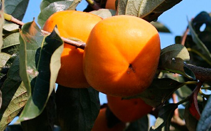 【ふるさと納税】【数量限定】滋賀・伊吹特産ひらたねなし柿（炭酸脱渋） 果物類 かき 種なし柿 種なし 　お届け：2025年10月～11月末頃 サムネイル3