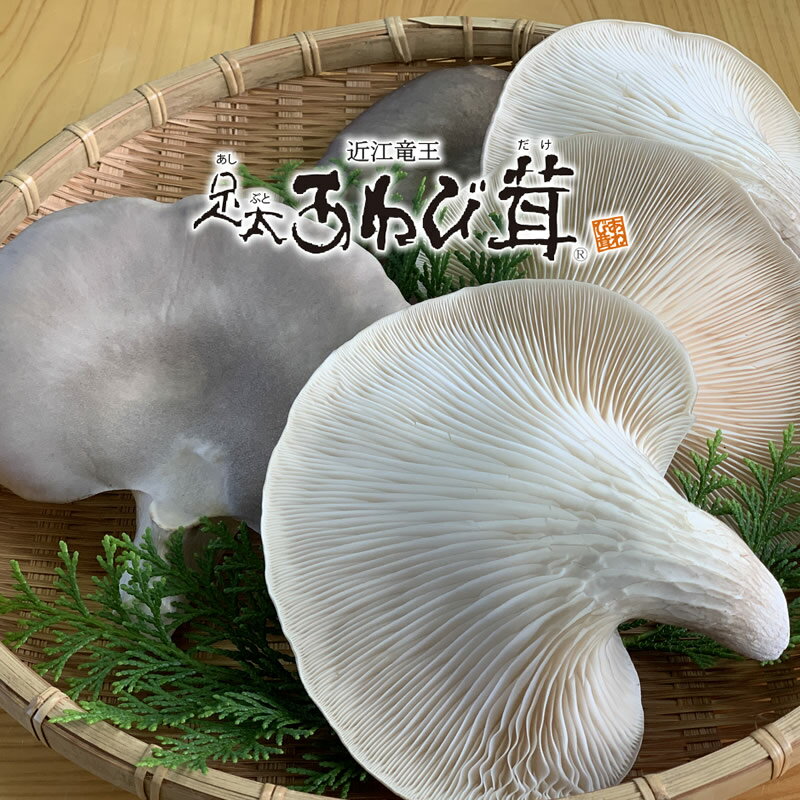 【ふるさと納税】 あわび茸 生 500g 希少 きのこ 足太 あわび 茸 キノコ あわびだけ あわびたけ 国産 食材 健康 滋賀県 竜王町 送料無料 贈り物 ギフト 産地直送 - 画像2