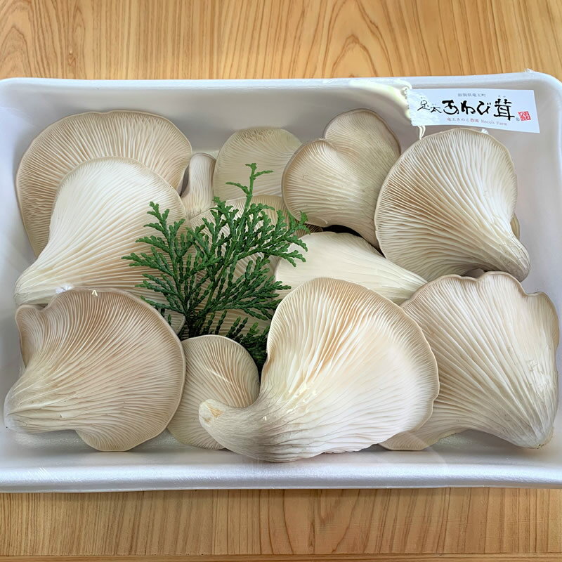 【ふるさと納税】 あわび茸 生 500g 希少 きのこ 足太 あわび 茸 キノコ あわびだけ あわびたけ 国産 食材 健康 滋賀県 竜王町 送料無料 贈り物 ギフト 産地直送 - 画像3