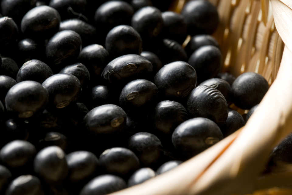 令和7年産 丹波黒豆 選べる 容量 500g 1kg 1.5kg 2kg 3kg 5kg 12月中旬発送 黒豆 くろまめ 豆 丹波 滋賀県 竜王