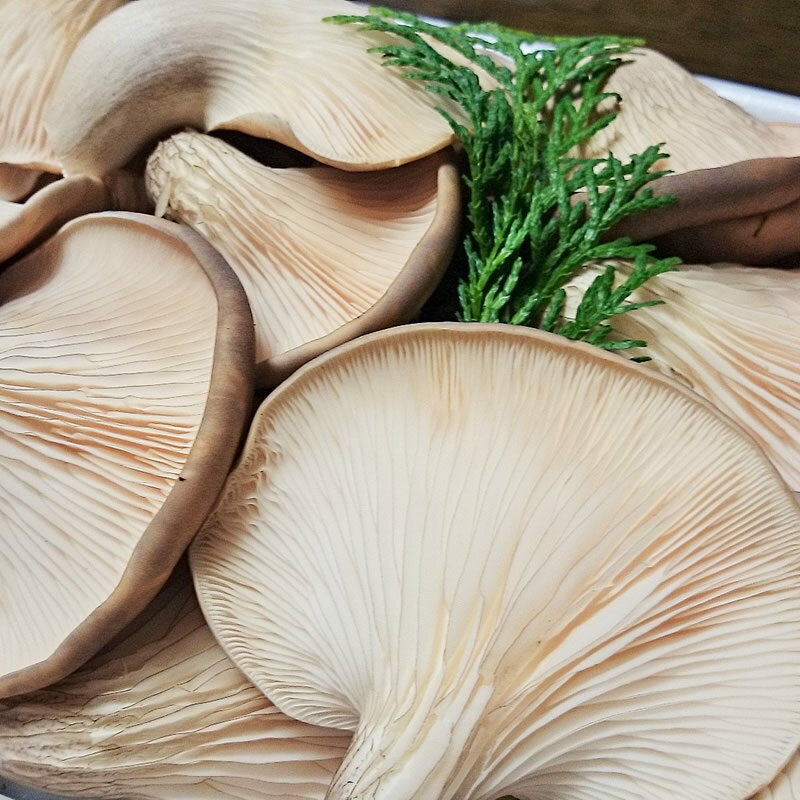 【ふるさと納税】 あわび茸 生 1kg 希少 きのこ 足太 あわび 茸 キノコ あわびだけ あわびたけ 野菜 国産 野菜 食材 健康 滋賀県 竜王町 送料無料 贈り物 ギフト 産地直送 - 画像2