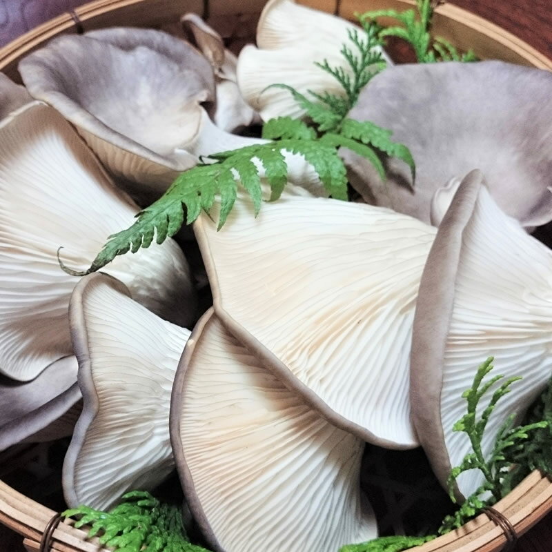 【ふるさと納税】 あわび茸 生 250g 希少 きのこ 足太 あわび 茸 キノコ 国産 野菜 食材 健康 滋賀県 竜王町 贈り物 ギフト 産地直送 5000円以下 あわびたけ あわびだけ - 画像3