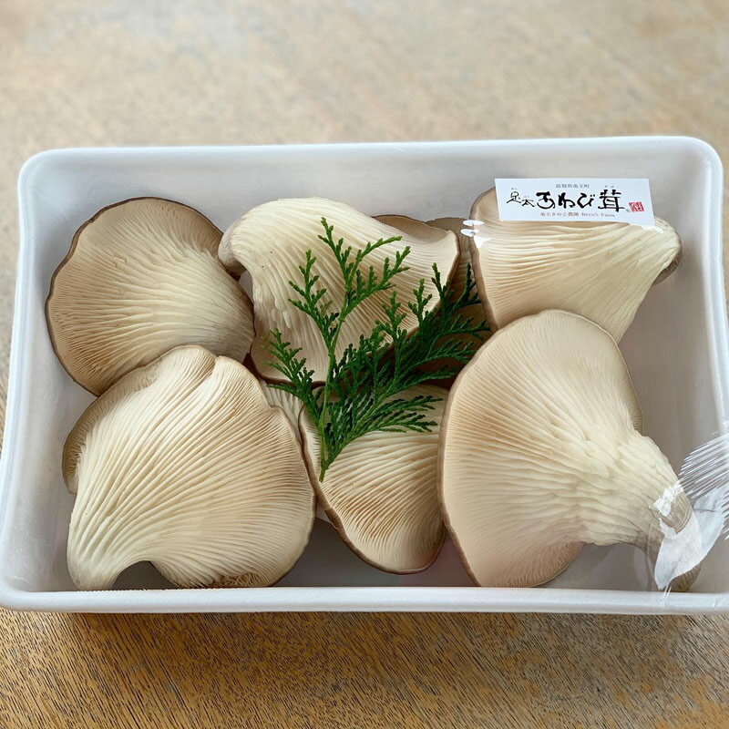 【ふるさと納税】 特選 あわび茸 生 700g 希少 きのこ 足太 あわび 茸 キノコ 肉厚 国産 野菜 食材 健康 竜王産 滋賀県 竜王町 送料無料 贈り物 ギフト 産地直送 あわびだけ あわびたけ - 画像2