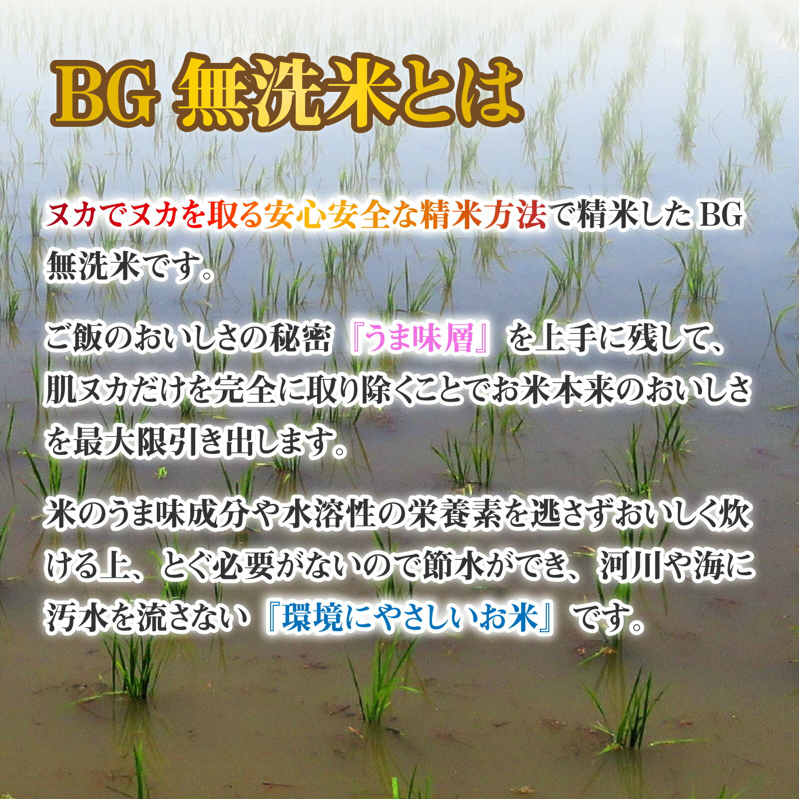 【ふるさと納税】【令和7年産】 こしひかり BG無洗米 選べる回数・容量/ 滋賀県産 多賀町 コシヒカリ 米 お米 白米 ご飯 精米 袋 定期便 5kg 10kg 3回 6回 12回 BG無洗米 国産 送料無料 - 画像3