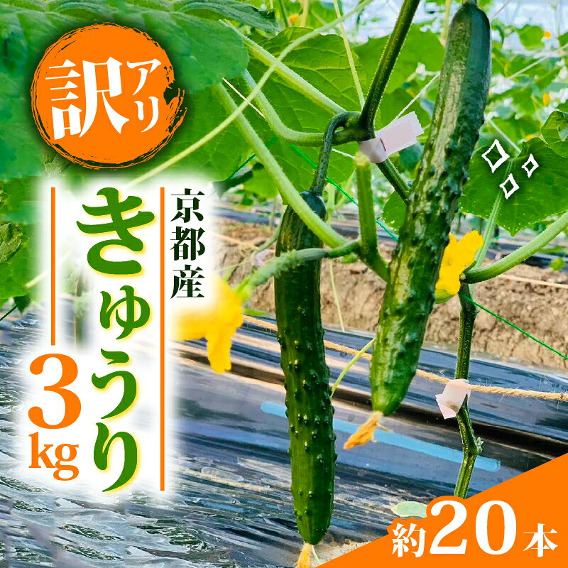 訳あり きゅうり 3kg 5000円 夏野菜 訳あり キュウリ 胡瓜 京都産 野菜 サラダ おつまみ 夏 漬物 ボリューム ファミリー 料理 キュウリ 20本 京都府 京都