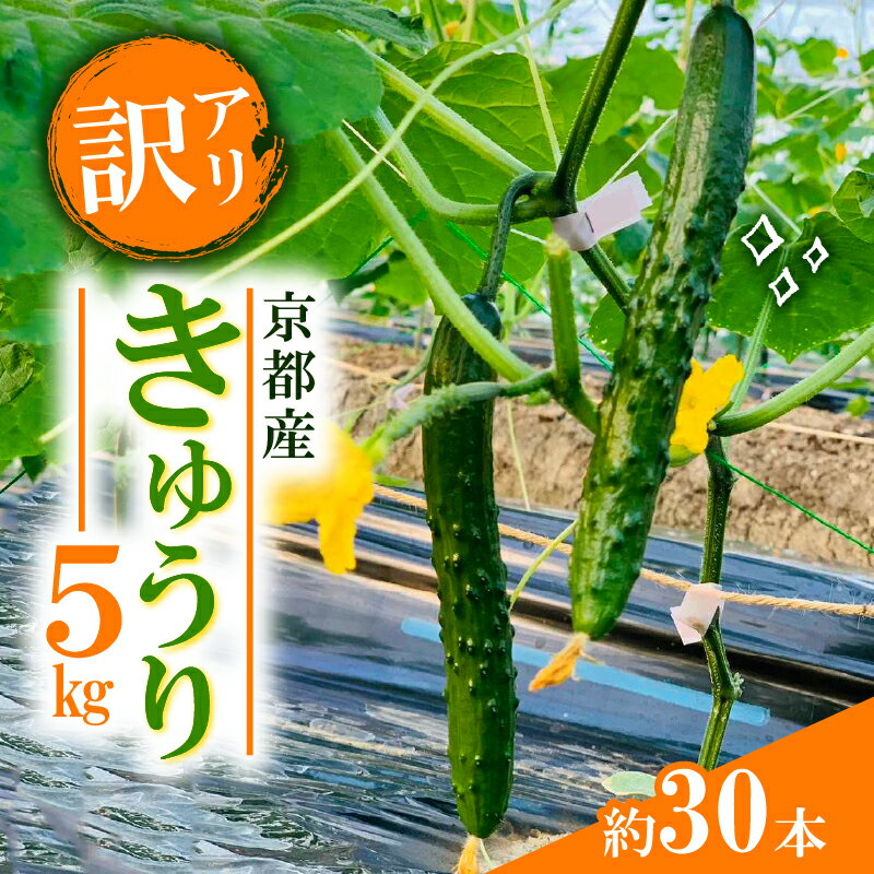 【訳アリ】きゅうり 5kg 訳あり 京都府 野菜 サラダ おつまみ 夏 漬物 ボリューム ファミリー 料理 キュウリ 30本